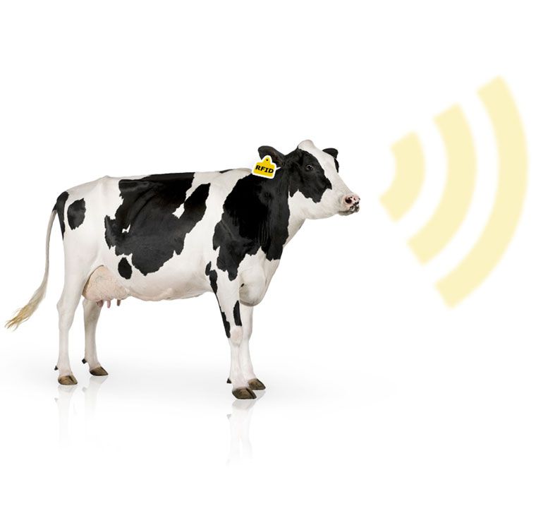 electronic ear tags cattle