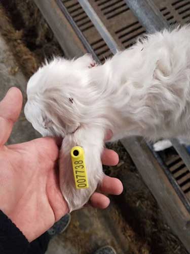 Sheep & Goat RFID FDX-B Ear Tag Sheep & Goat RFID FDX-B Ear Tag