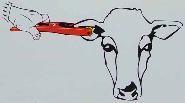 The Animal ID ear tag must be applied to the RIGHT(off side) ear as per illustration. The Animal ID ear tag must be applied to the RIGHT(off side) ear as per illustration.