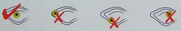 The Animal ID ear tag must be applied to the RIGHT(off side) ear as per illustration. The Animal ID ear tag must be applied to the RIGHT(off side) ear as per illustration.